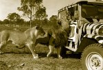 bullens-african-lion-safari-6468778